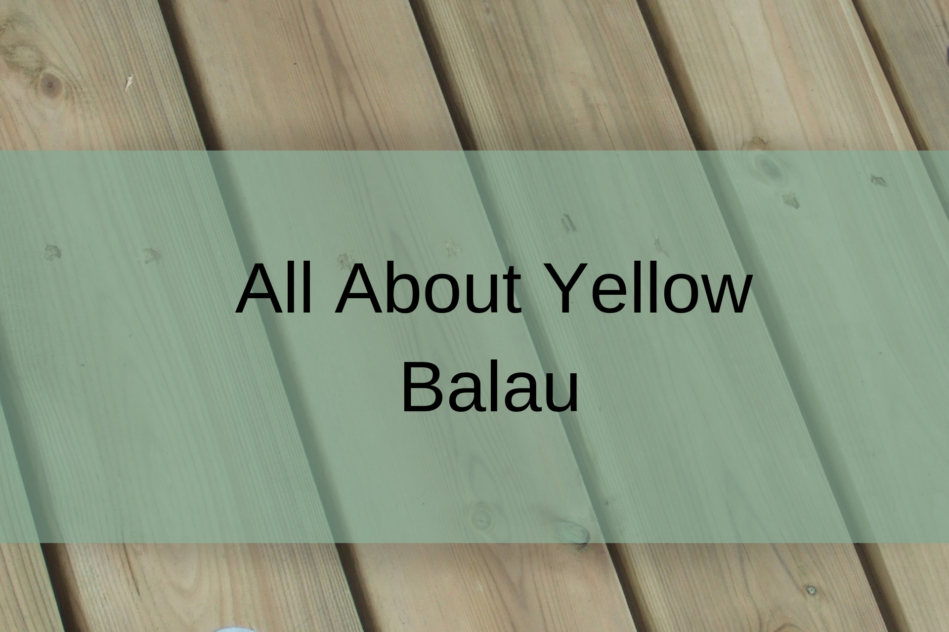 yellow balau petal